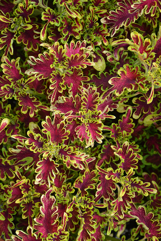 Under The Sea Electric Coral Coleus (Solenostemon scutellarioides ...