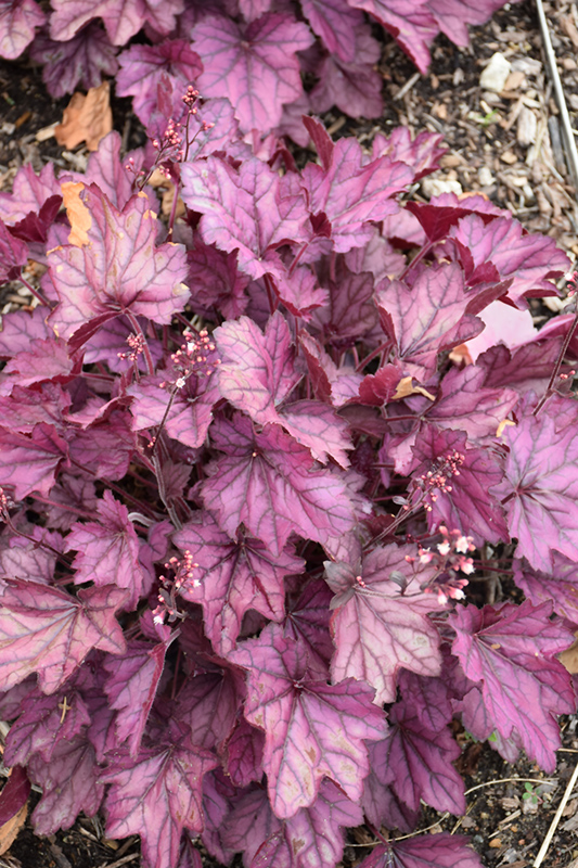 Wild Rose Coral Bells (Heuchera 'Wild Rose') in Search Our Extensive ...