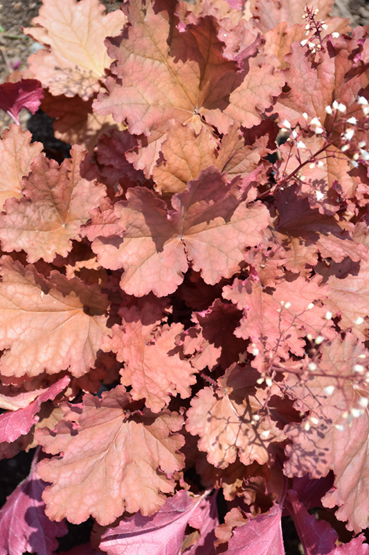 Peachberry Ice Coral Bells (Heuchera 'Peachberry Ice') in Peoria ...