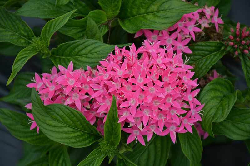 Lucky Star Deep Pink Star Flower (Pentas lanceolata 'PAS1187213') in ...