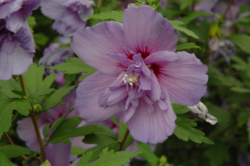 Blue Chiffon® Rose of Sharon (Hibiscus syriacus 'Notwoodthree') in ...