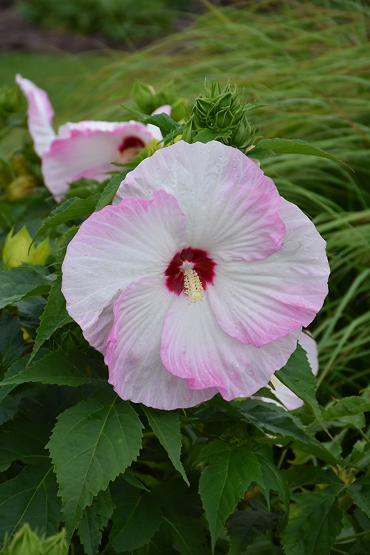 Summerific Ballet Slippers Hibiscus (Hibiscus 'Ballet Slippers') in