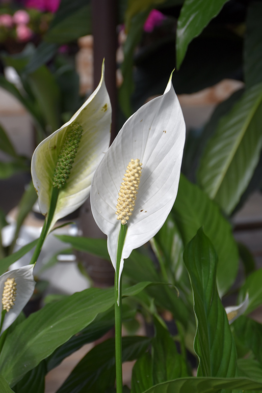 Peace Lily (Spathiphyllum cochlearispathum) in Search Our Extensive ...