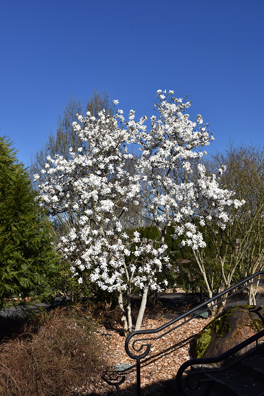 Royal Star Magnolia (Magnolia stellata 'Royal Star') at Hoerr Nursery
