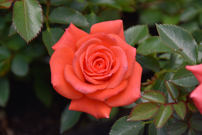 Salmon Sunblaze Rose (Rosa 'Meishulo') in Search Our Extensive Plant ...