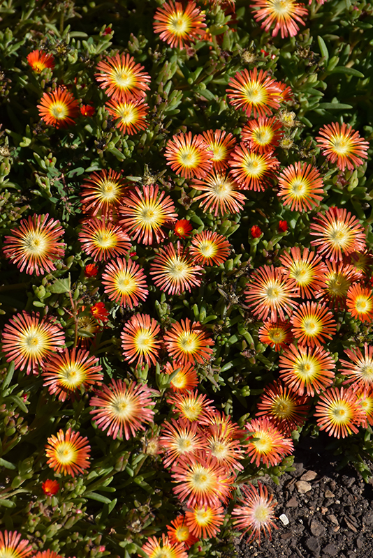 Delmara Red Ice Plant (Delosperma 'Delmara Red') in Search Our ...